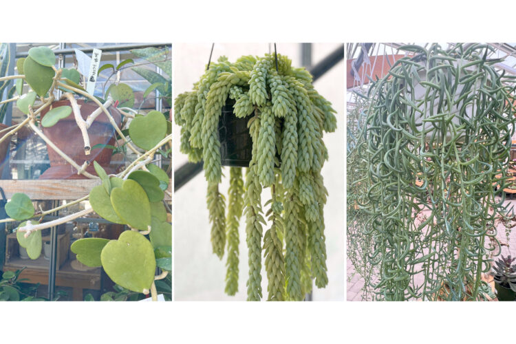 Succulents can take many shapes